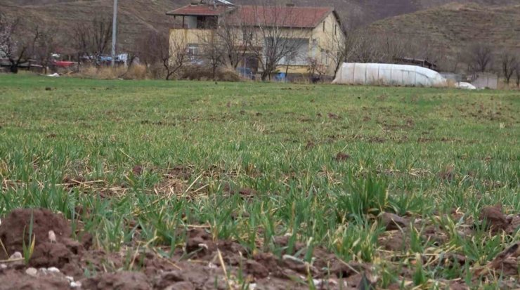 Aksaray’daki yağmur yağışı üreticilerin yüzünü güldürdü