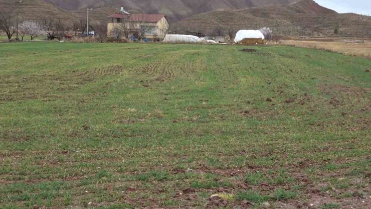 Aksaray’daki yağmur yağışı üreticilerin yüzünü güldürdü