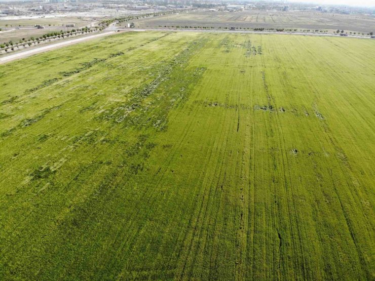 Tahıl ambarı Konya Ovası’nda yağışlarla rekolte beklentisi arttı