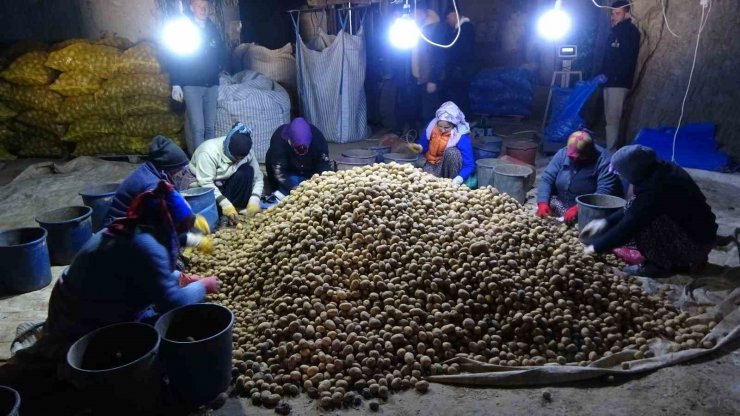 Milli patates tohumları toprakla buluşuyor