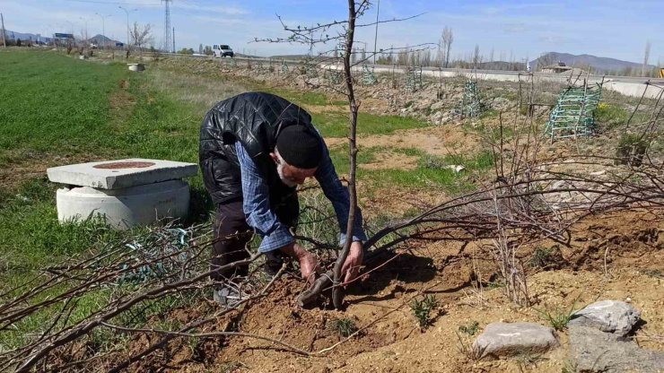 ’Ağaç sever dede’ diktiği bine yakın ağacın bakımını aksatmıyor