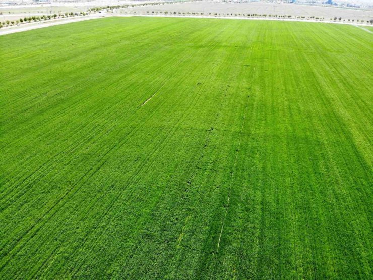 Konya Ovası’nda rekolte için gözler Mayıs yağışlarında