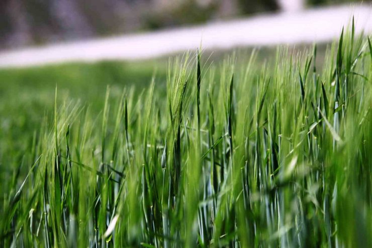 Konya Ovası’nda rekolte için gözler Mayıs yağışlarında