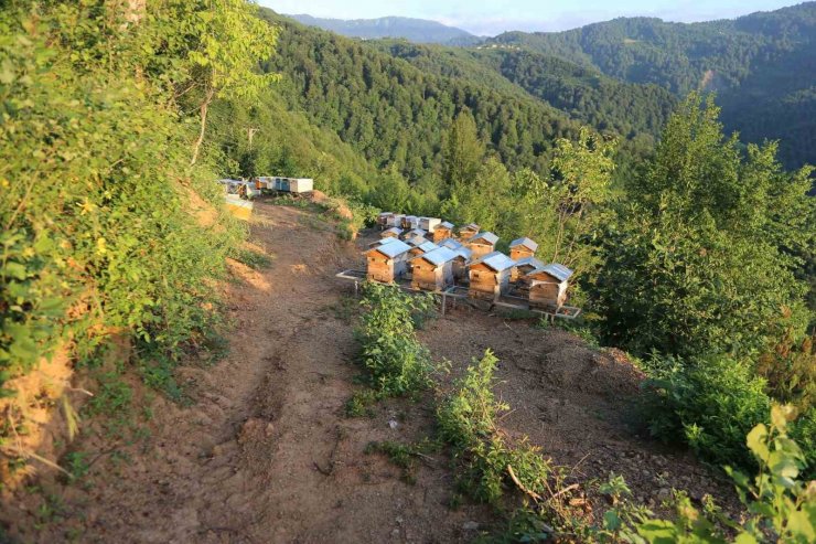 Bal ormanı sayısının iki yıl içerisinde 844’e çıkarılması planlanıyor