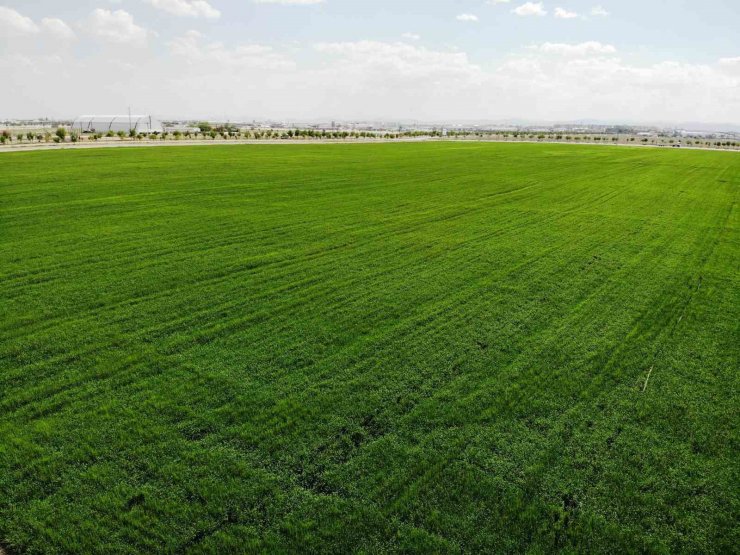 Konya Ovası’nda tarımsal kuraklık yerini yüksek rekolte beklentisine bıraktı