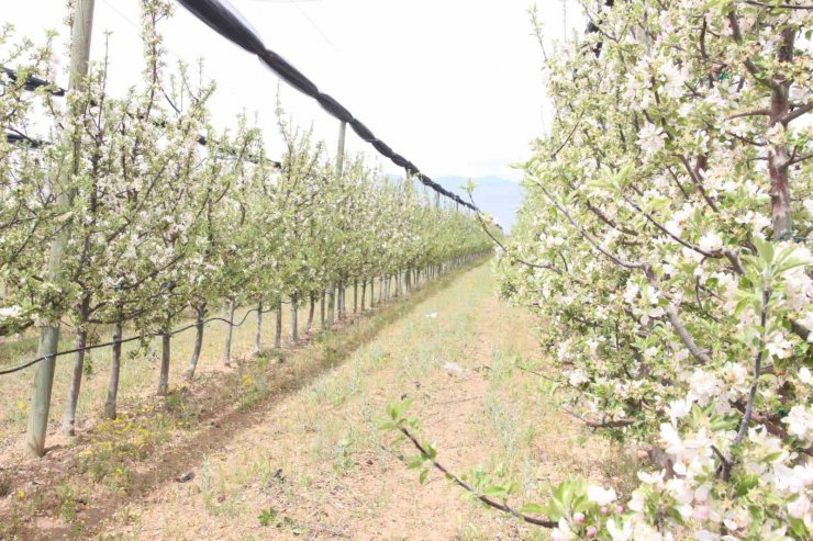 Karaman’da 12 milyon elma ağacı aynı anda çiçek açtı