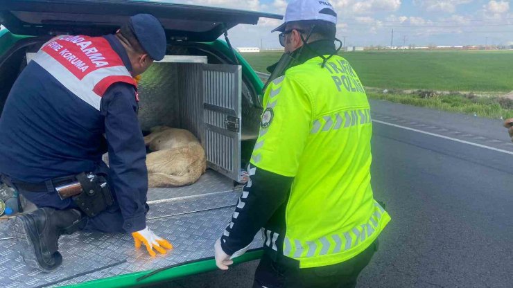 Yaralı köpeğe jandarma yetişti