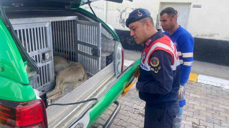 Yaralı köpeğe jandarma yetişti