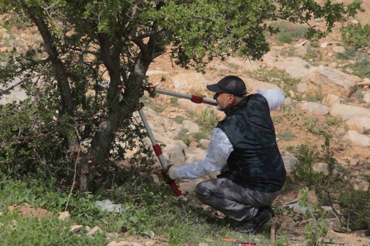 Merak üzerine çıktığı dağlık alanda, gölge bulamayınca kendini ağaçlara adadı