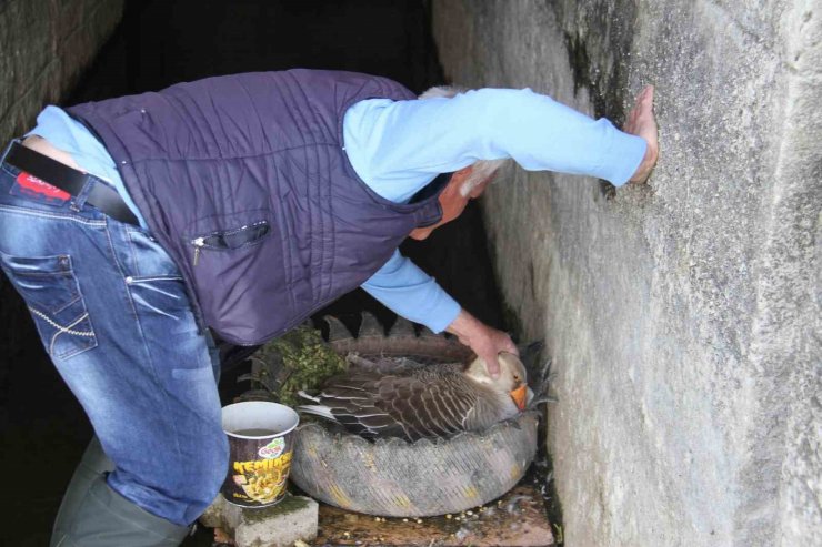 Köprü önüne ve regülatör gözleri içinde kuluçkaya yatan Meke ve kazlar ilgi odağı oldu