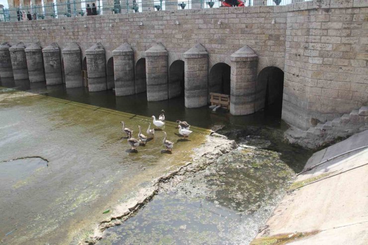 Köprü önüne ve regülatör gözleri içinde kuluçkaya yatan Meke ve kazlar ilgi odağı oldu