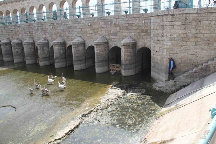 Köprü önüne ve regülatör gözleri içinde kuluçkaya yatan Meke ve kazlar ilgi odağı oldu