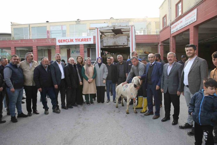 Akyurt’ta çiftçilere damızlık koç desteği