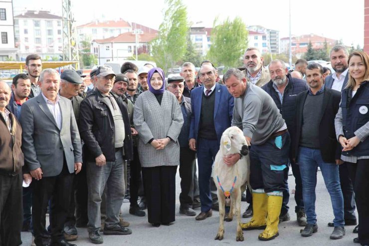 Akyurt’ta çiftçilere damızlık koç desteği