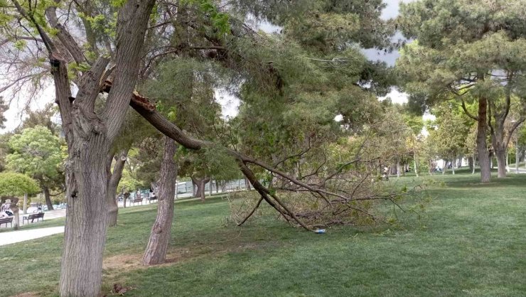 Rüzgarın kırdığı dalın altında kalan genç yaralandı