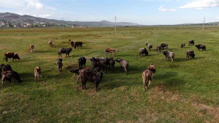 Ziraat Odası Başkanı Çetindağ: “Kurban için yeteri kadar hayvanımız var”