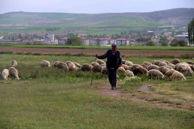 Ziraat Odası Başkanı Çetindağ: “Kurban için yeteri kadar hayvanımız var”