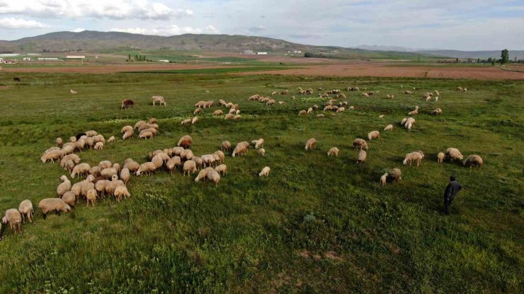 Ziraat Odası Başkanı Çetindağ: “Kurban için yeteri kadar hayvanımız var”