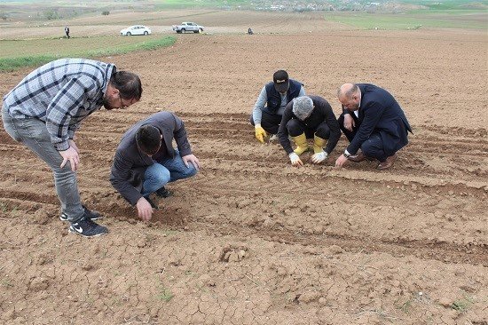 Hibe destekli yağlık ayçiçeği tohumları toprakla buluştu