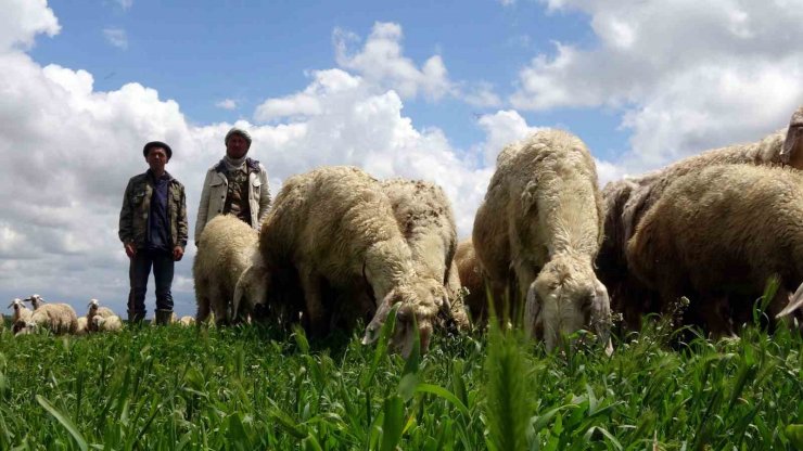 Yozgat’ta 16 bin lira maaşlı iş, Türkler beğenmeyince Afganlara kaldı