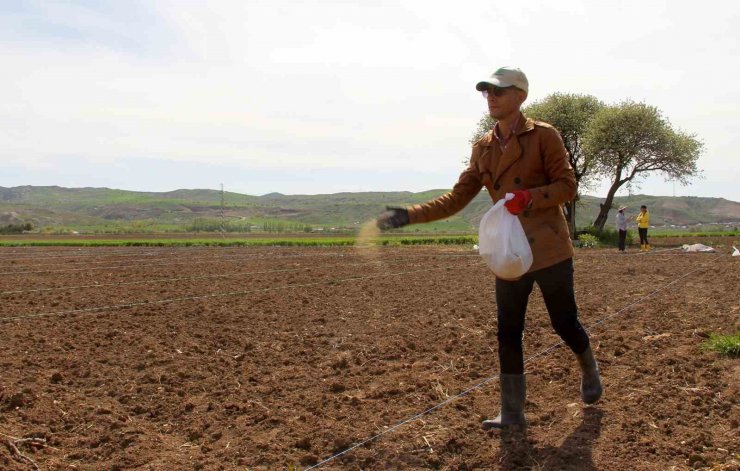 Bu tarla Türk tarımına damga vuracak