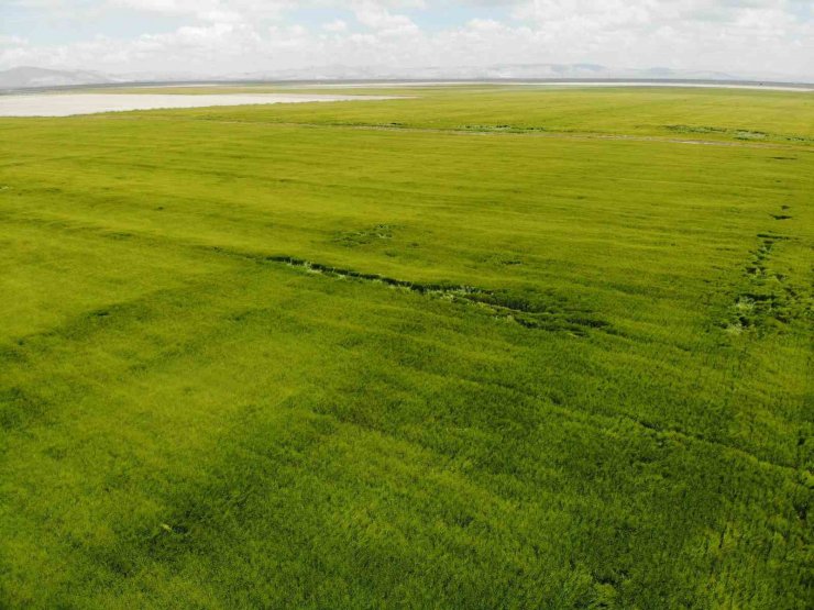 Konya Ovası’nda hasat sezonu öncesi rekolte beklentisi arttı