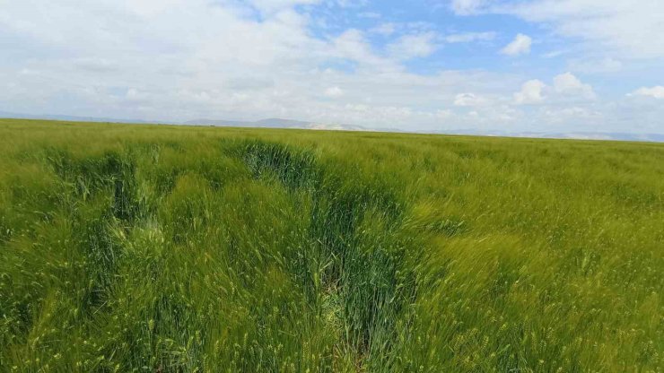 Konya Ovası’nda hasat sezonu öncesi rekolte beklentisi arttı