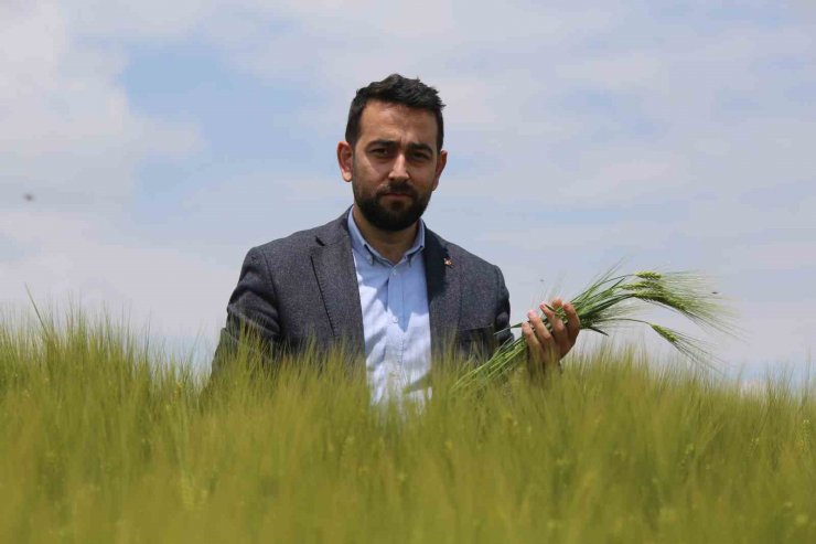 Konya Ovası’nda hasat sezonu öncesi rekolte beklentisi arttı