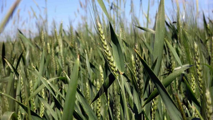 Yozgat’ta buğday alım fiyatı çiftçiyi sevindirdi