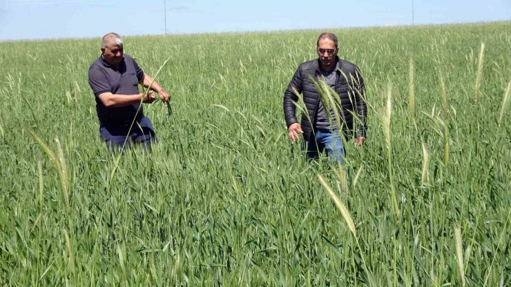 Yozgat’ta buğday alım fiyatı çiftçiyi sevindirdi