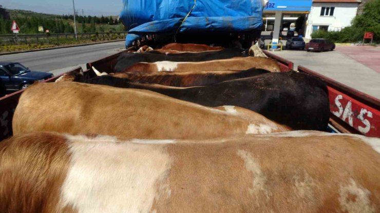 Yozgat’tan büyükşehirlere kurbanlık sevkiyatı başladı