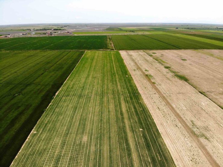 Tahıl ambarı Konya Ovası’nda kademeli havuç ekimi sürüyor