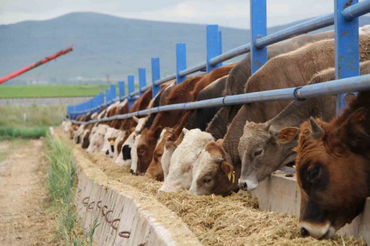 Kurban Bayramı öncesi besicilerin hazırlıkları hız kazandı