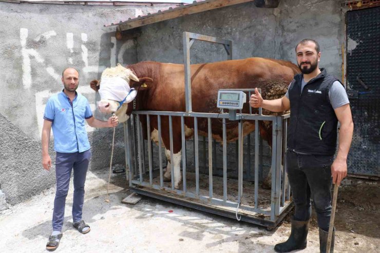 Heybeti görenleri büyülüyor, fiyatı ise dudak uçuklatıyor