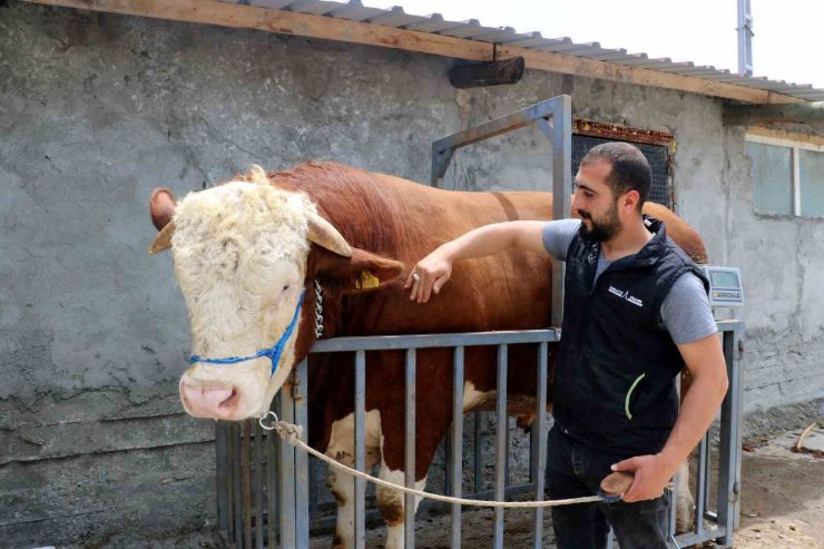 Heybeti görenleri büyülüyor, fiyatı ise dudak uçuklatıyor