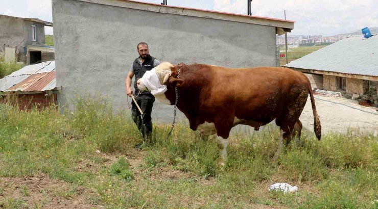 Heybeti görenleri büyülüyor, fiyatı ise dudak uçuklatıyor