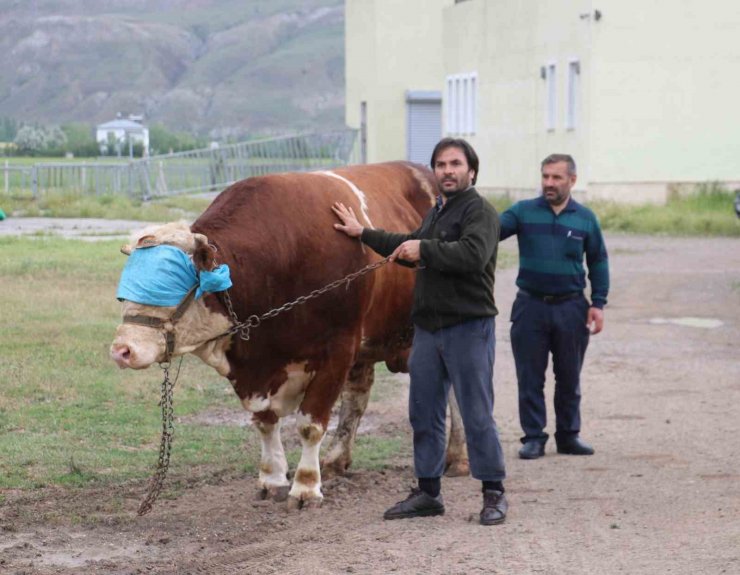 Heybeti kadar fiyatı da dudak uçuklatıyor