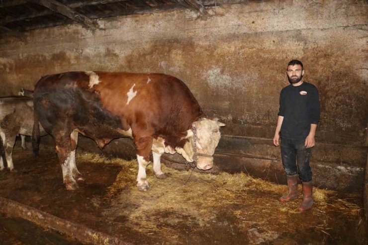 Heybeti kadar fiyatı da dudak uçuklatıyor