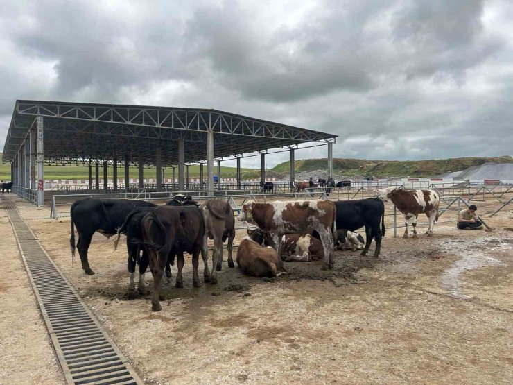 Yozgat’ta hayvan pazarları kurulmaya başladı