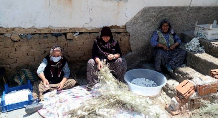 Nallıhan’da ipek böceği kozası hasat zamanı