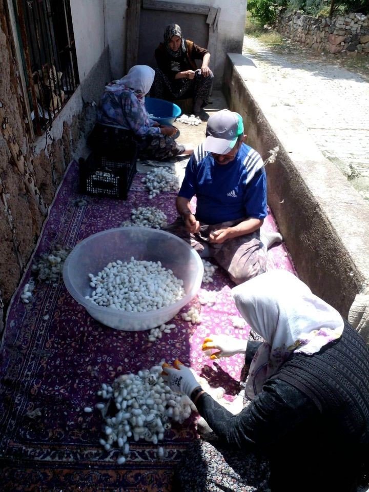 Nallıhan’da ipek böceği kozası hasat zamanı