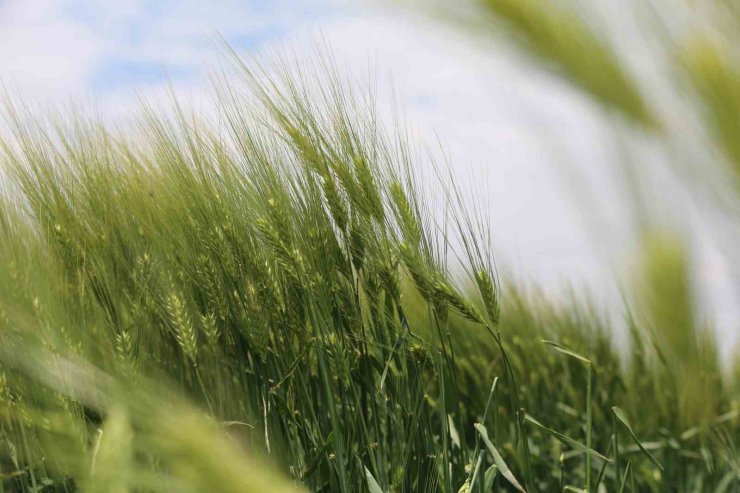 Konya Ovasında hasat sezonu yaklaşırken çiftçilere ürün satış uyarısı