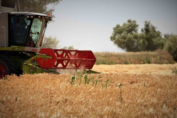 Konya Ovasında hasat sezonu yaklaşırken çiftçilere ürün satış uyarısı