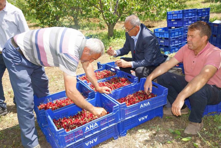 Karaman’da kiraz hasadı başladı