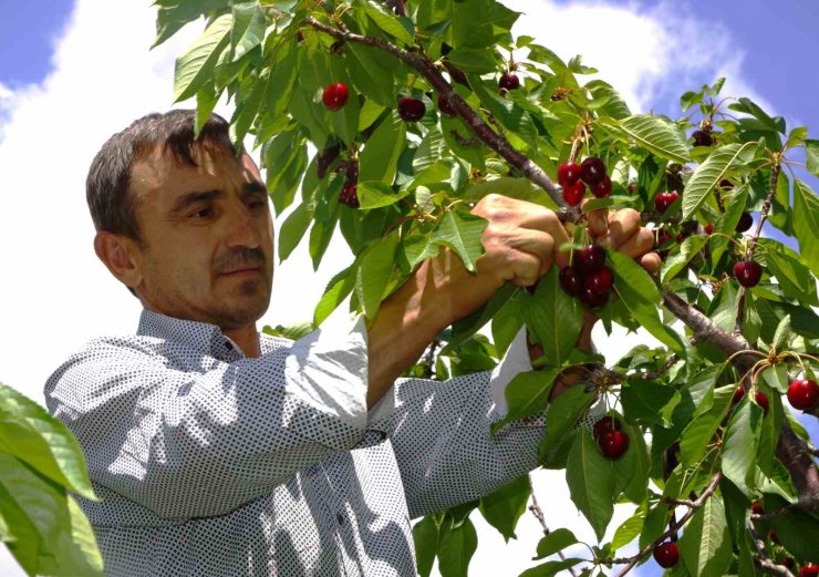 Karaman’da kiraz hasadı başladı