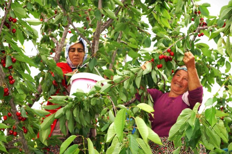 Karaman’da kiraz hasadı başladı