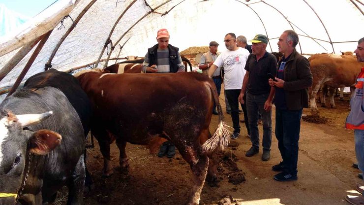 Kol koparan pazarlıklar devam ediyor