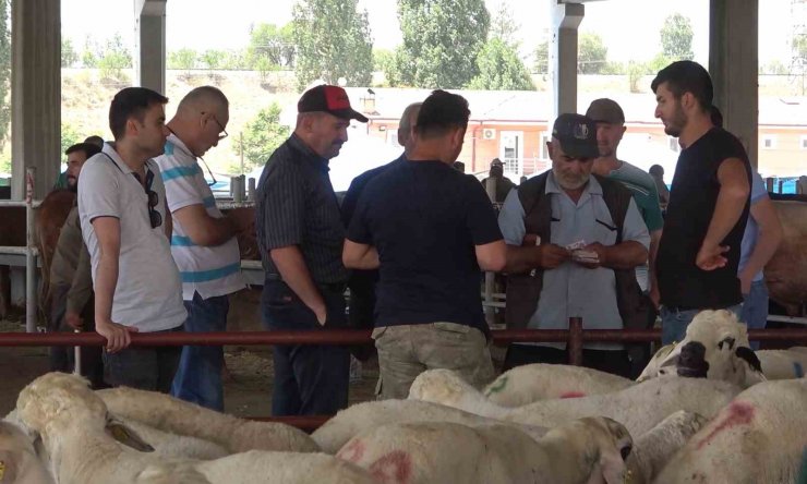 Kurbanlıklar elde kalınca fiyatlar maliyetine düşürüldü: "Zararına bile veremiyoruz"