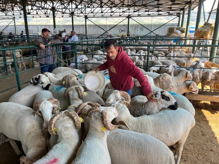 Eskişehir’de kurbanlık satıcısı çifte bayram yapıyor