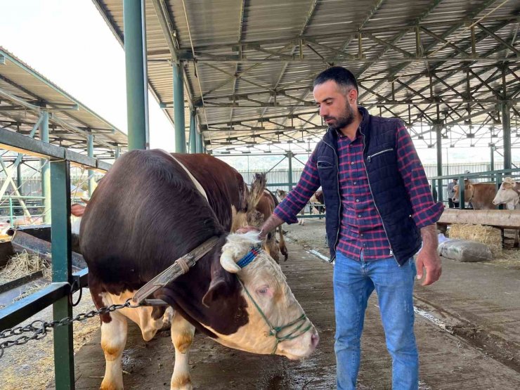 Bin 200 kiloluk ’Paşa’ talibine bekliyor